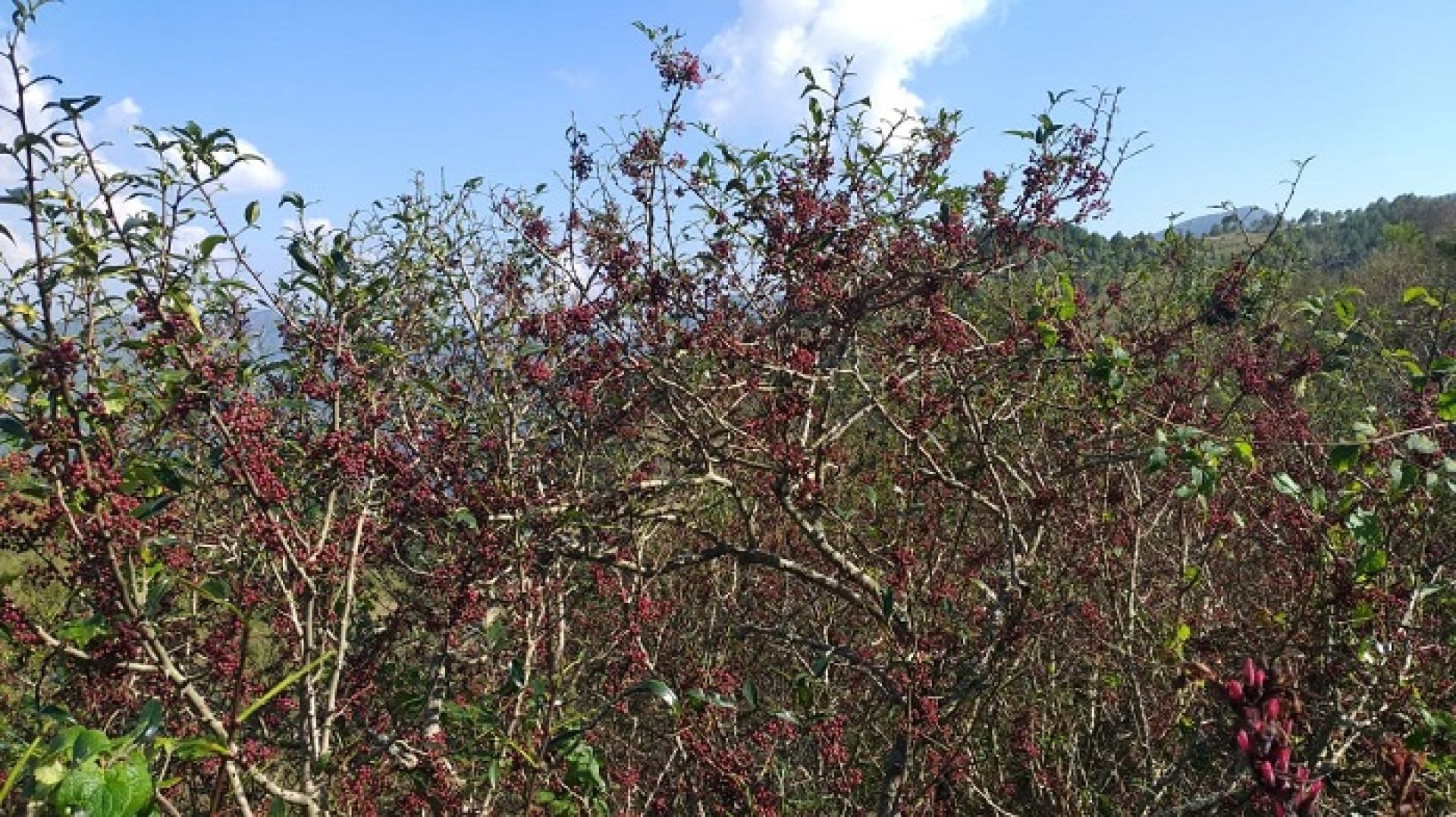 जङ्गल र जडीबुटीमा कर्णालीको समृद्धिः टिमुर निर्यातले बदल्दै आर्थिक चित्र, उत्पादनमा पनि जोड